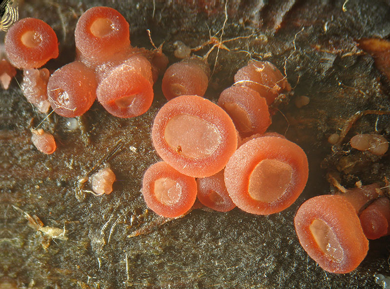 Ascocoryne cylichnium
